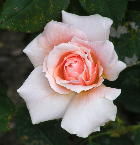 Quietness photo qui2014_07270033_zpsf2ecf74e.jpg